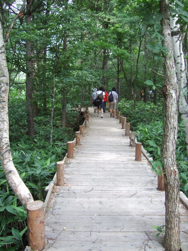 最初のカーブを左に曲がると途中から林の中に入っていきます。