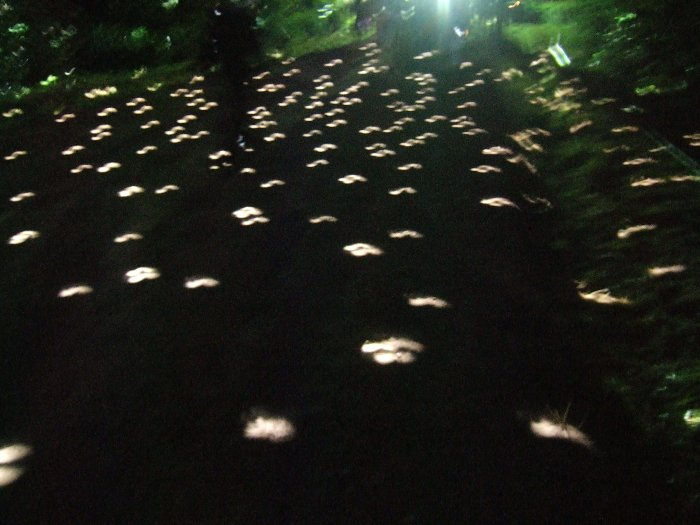 写真で見ても結構酔います。