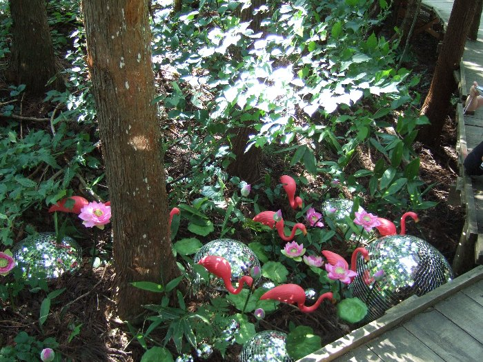 ボードウォークの足元にたくさんいるフラミンゴ。 