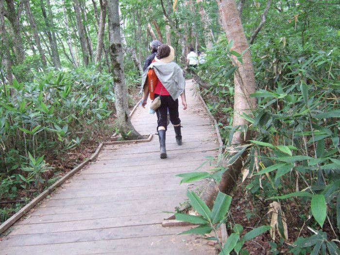 木をよけるように設置されたボードウォーク。