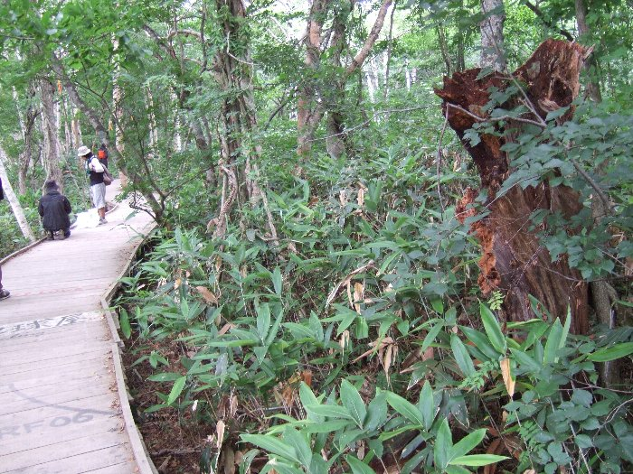 途中にある朽ちた木。周囲にある草がササだとすれば、栄養吸収力の強いササに養分を奪われた可能性があります。