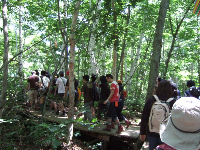 かなりの密度で木が生えているので、ボードウォーク設置のために何本かは切り倒したかもしれません。 