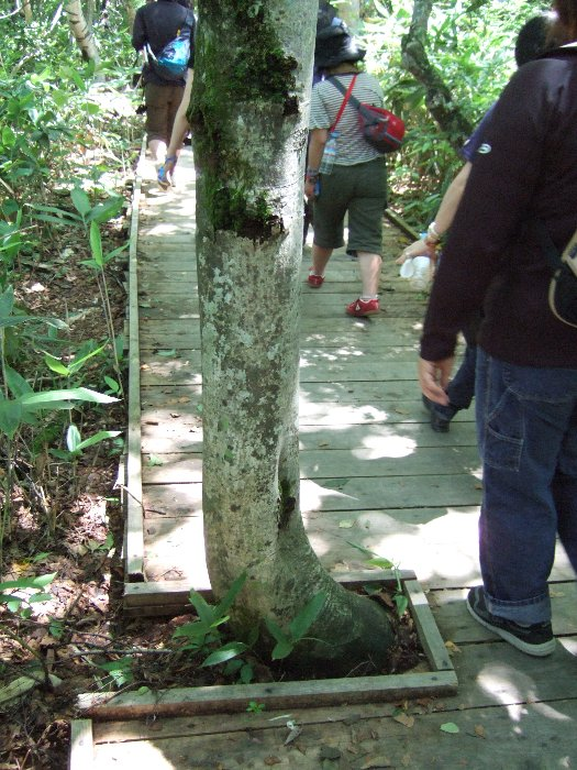 木をよけるように設置されたボードウォークその2。 