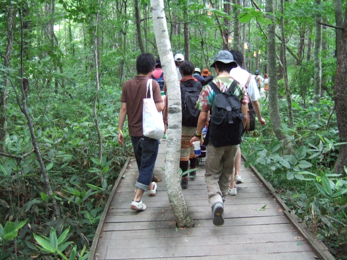 ボードウォークを貫く白樺の木。たぶん白樺の木。 