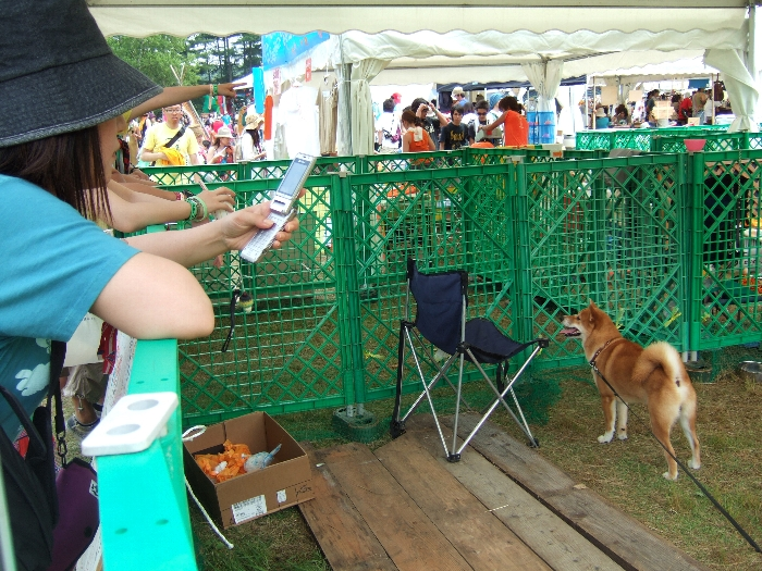 ドッグランドでもひもにつながれています。 