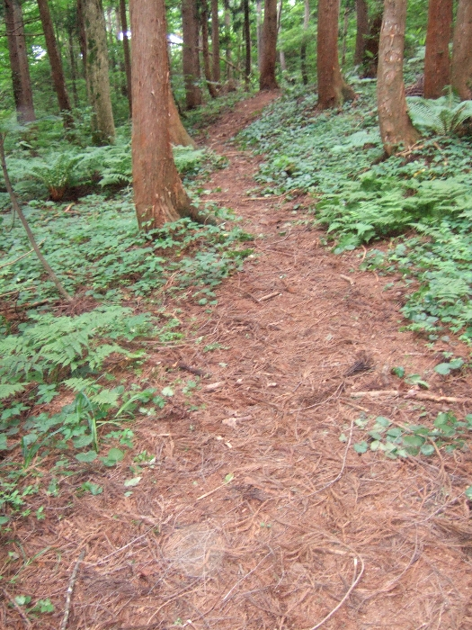 整備されたようにもされていないようにも見える道。 