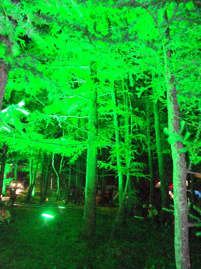 ライトアップされた白樺の木。