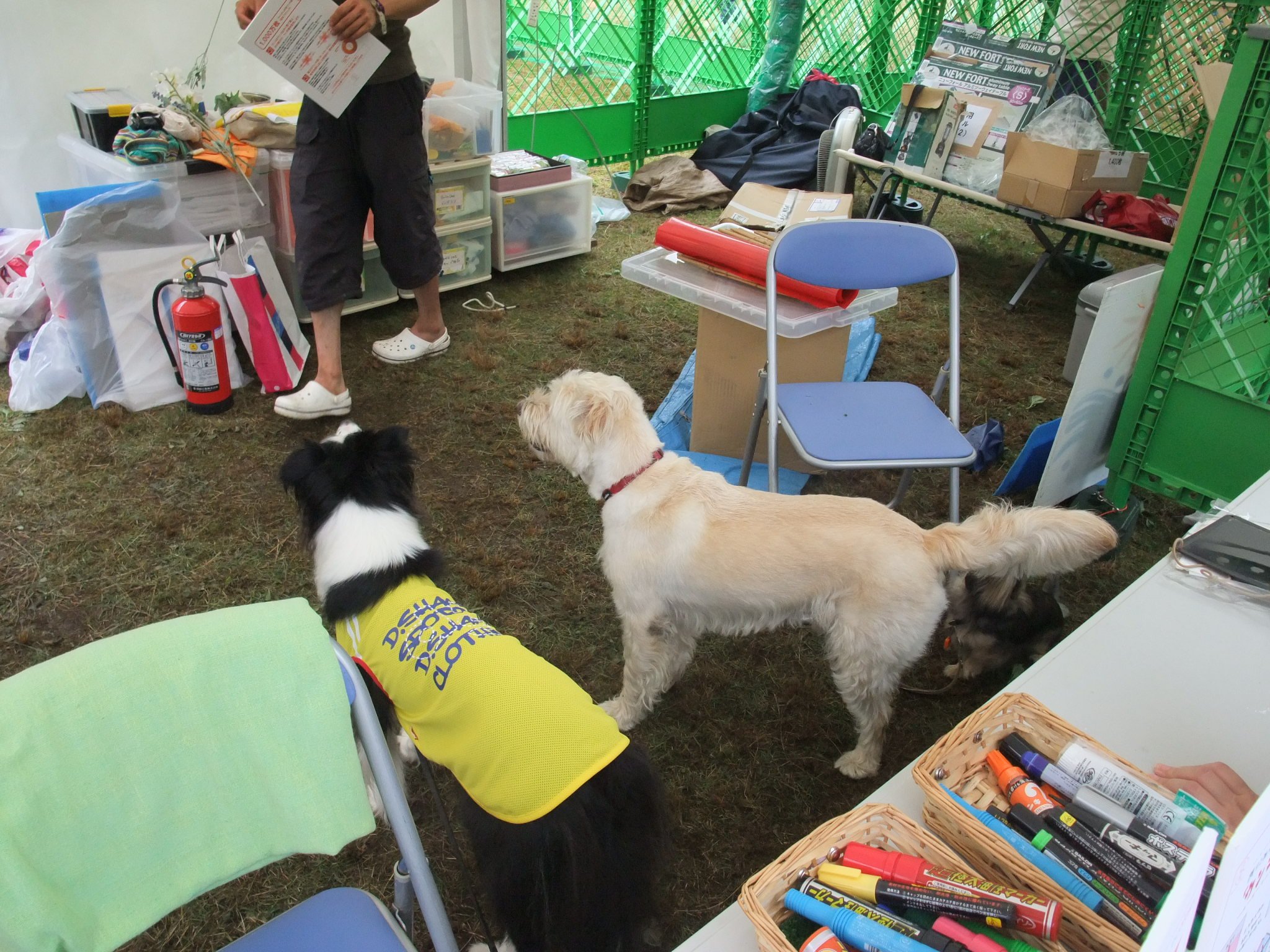 受付にいる犬。