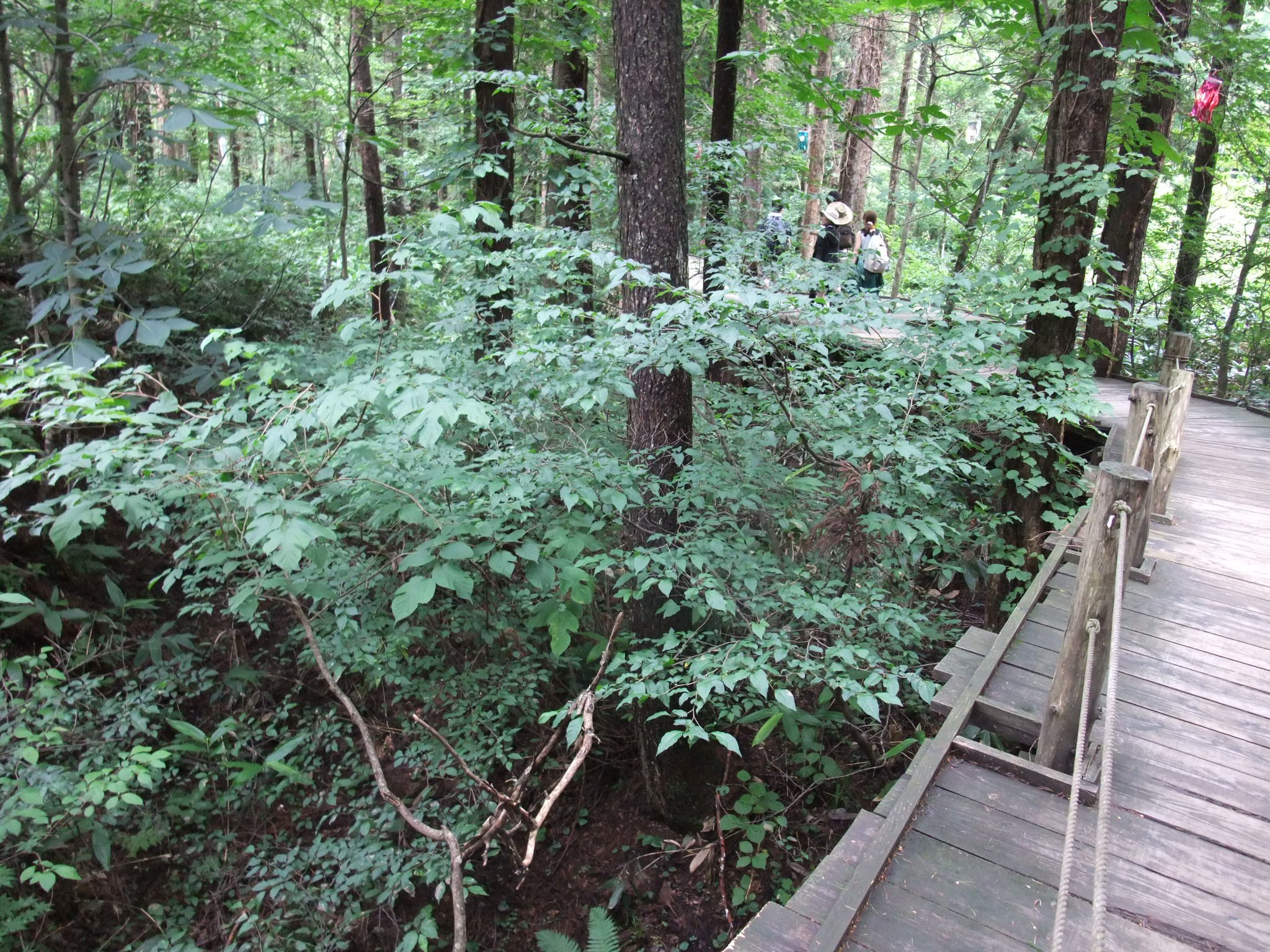 オレンジコート側。けっこう高さがあります。