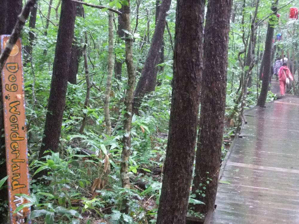 ドッグ・ワンダーランドの板が突然出てくる。