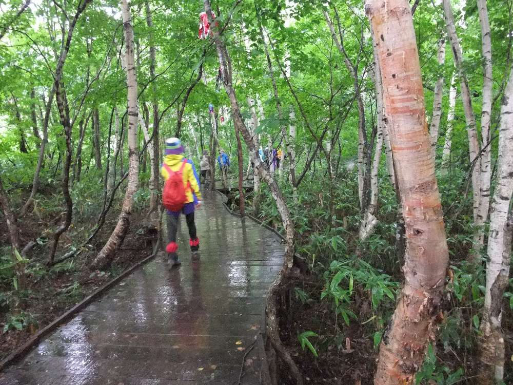 濡れても白樺は美しい。
