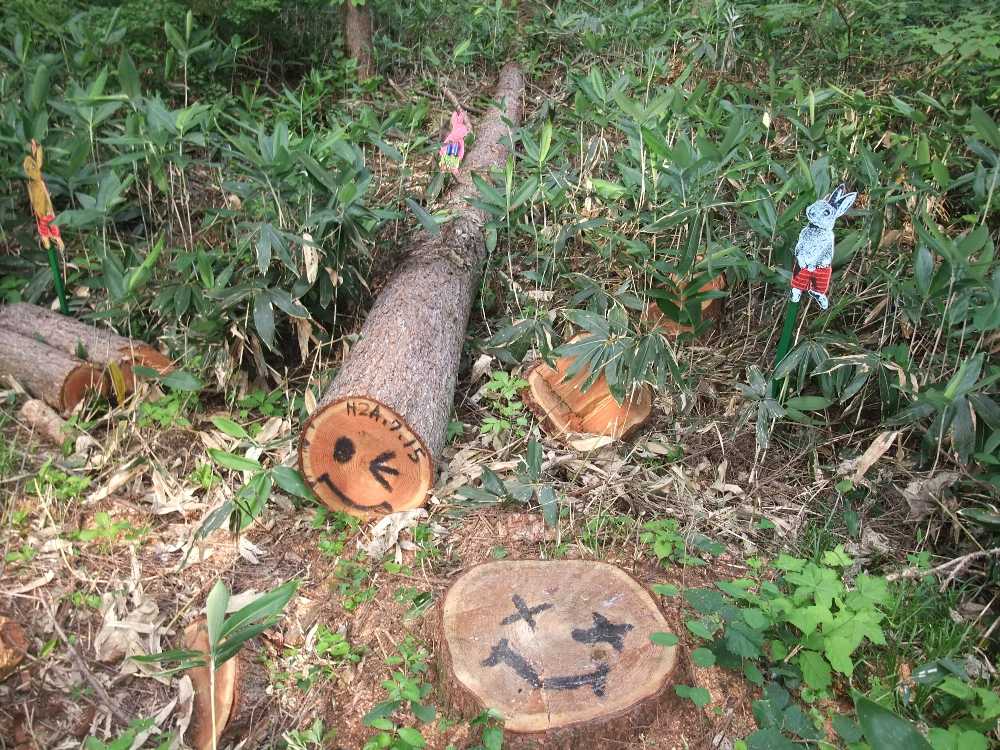 切り倒した木と切り株。直径は一致していない。