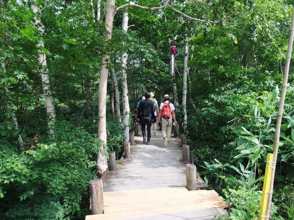 森の中へ入っていく。