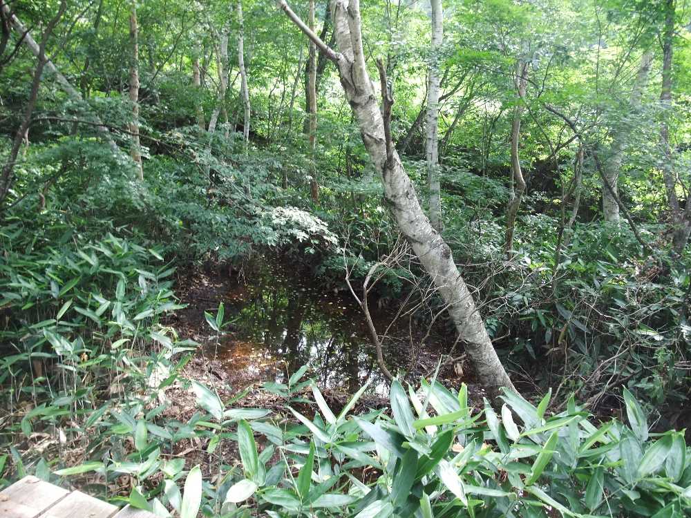 湿地ができて、木が倒れている。