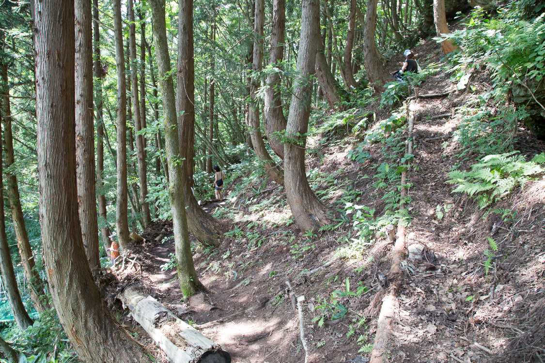 上の方は斜面と小径の区別がほとんどない。