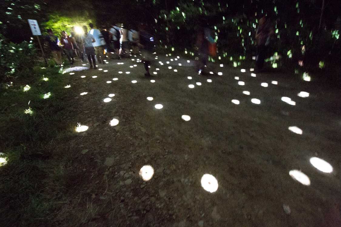 光は風で動くので地面が動いているように見える。