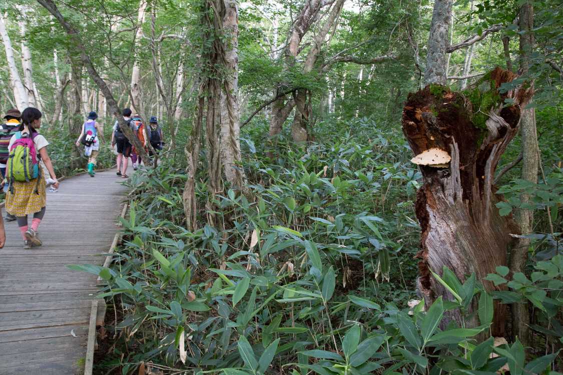 木にキノコが見えます。