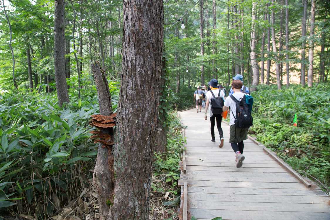 キノコは南行きボードウォークにもあった。