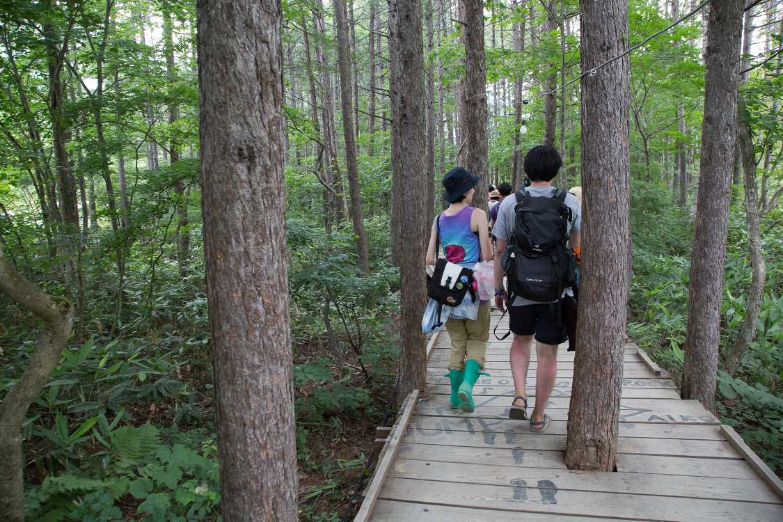 毎年撮影しているボードウォークを貫通した木。