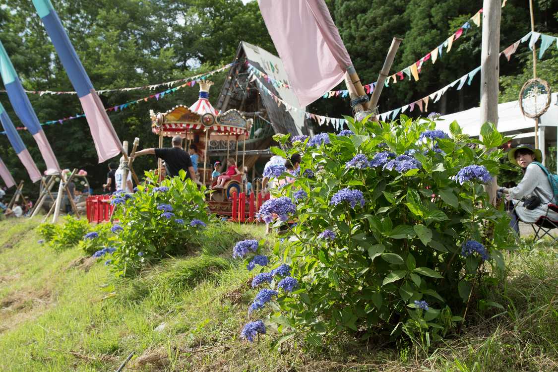 何の花なのか、キッズランドに植えられている多年草（多分）。