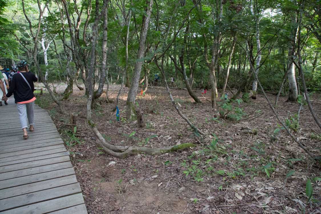 刈り込まれた森。このルートでこれだけ刈り込まれているのは今までなかったかもしれません。