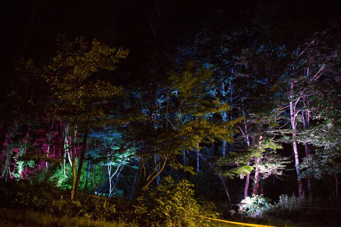 ホワイトステージ後方の森は夜になるとライトアップされます。