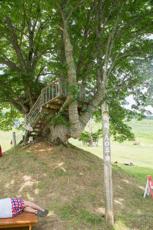 標高905メートルはほぼ正確です。オアシスエリアより北は900メートルを切ります。