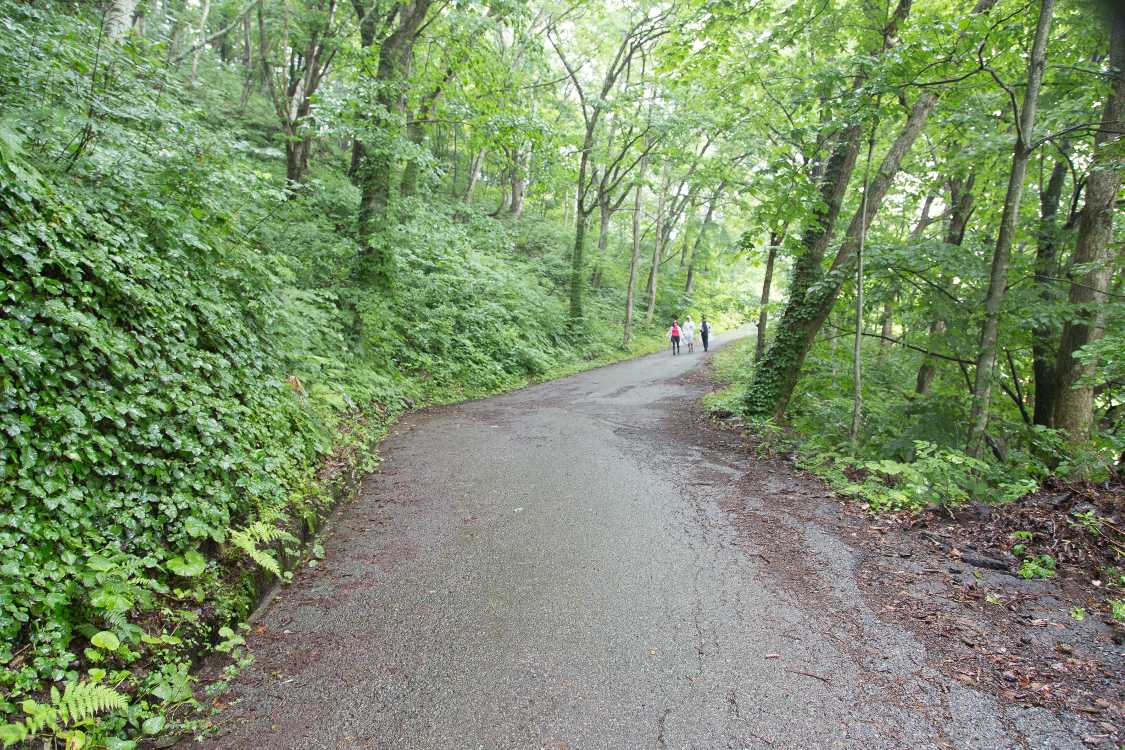 林の中に入っていきます。