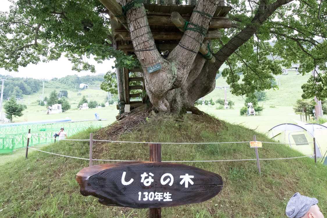 苗場プリンスホテルの裏の木。