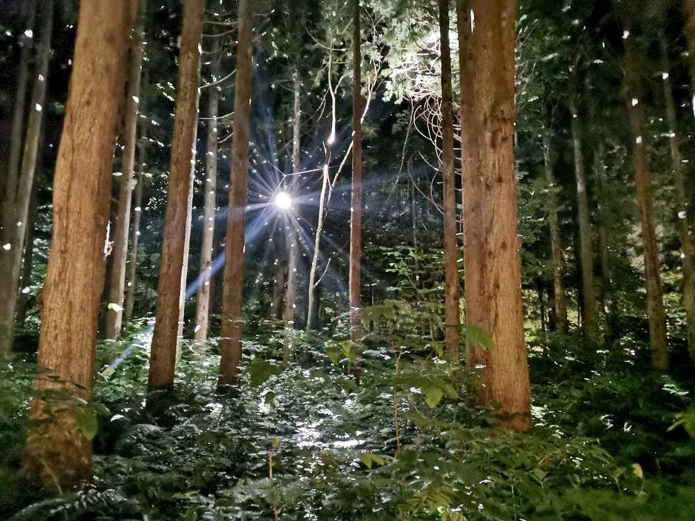 夜のミラーボール。