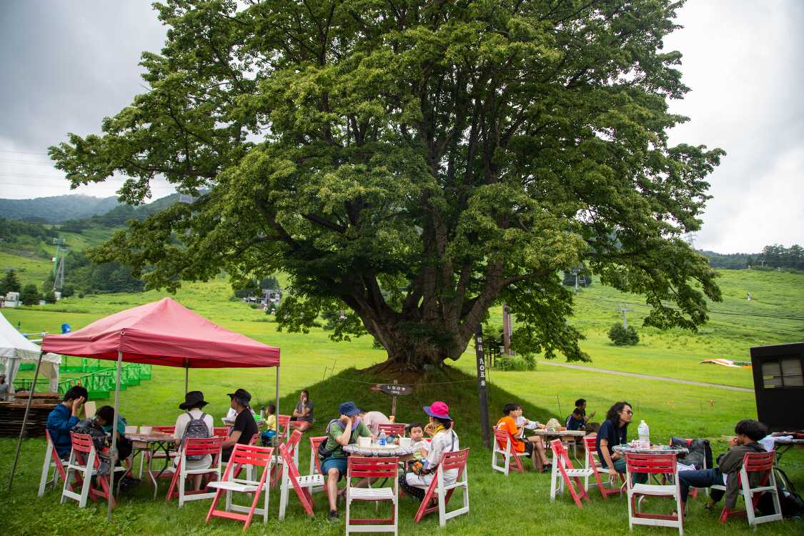 苗場プリンスホテルの裏のしなの木。標高905メートル。