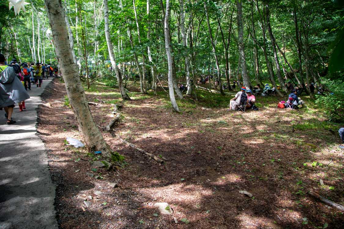 いくらか伐採された木陰。