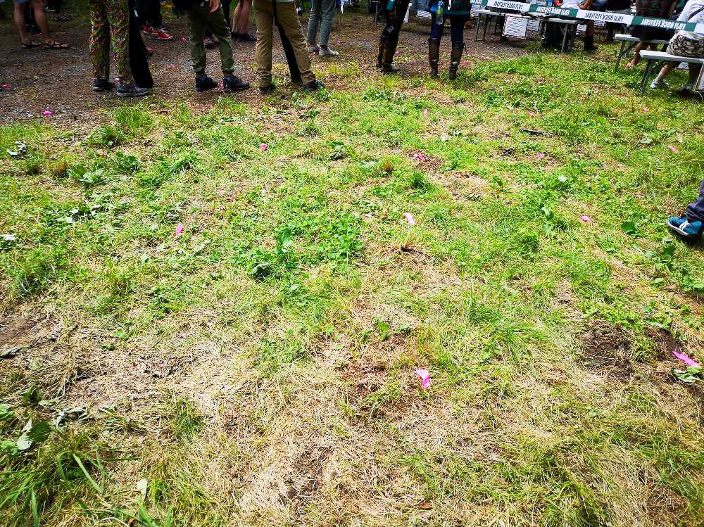 土と雑草の地面にも間隔の目印を打ち込み。