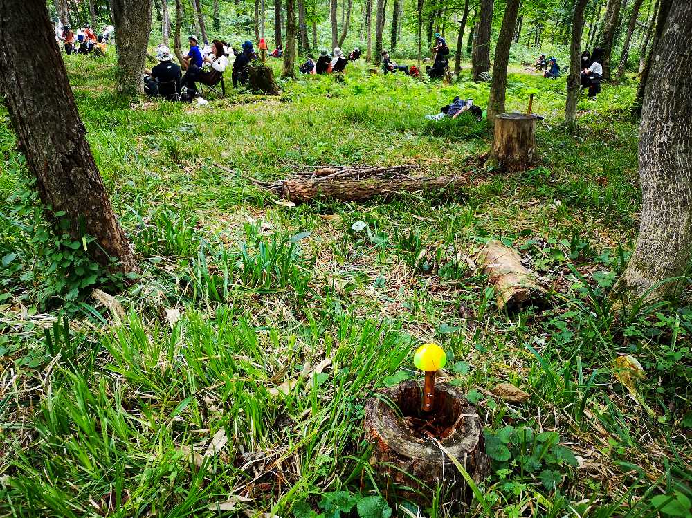 アバロンフィールド付近の森その2。