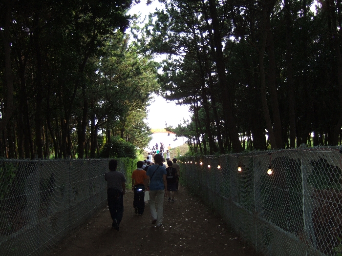 防風林を通過。