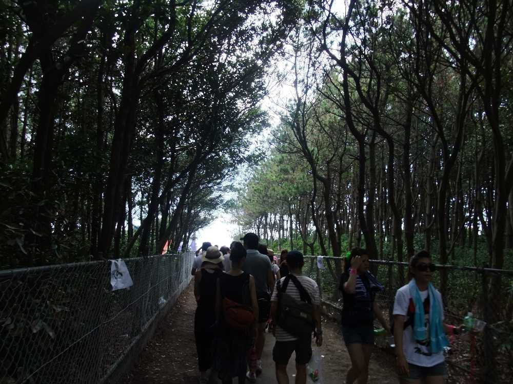 松林の中を通過。