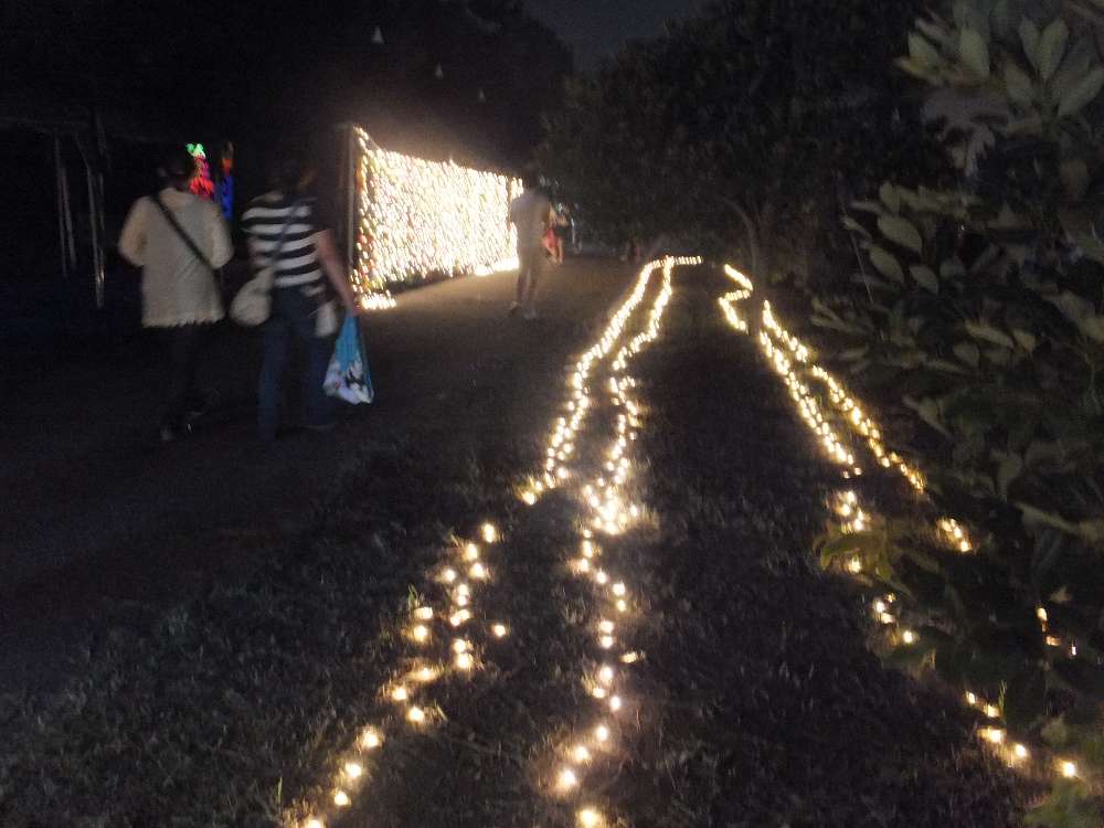 街路樹の電飾。