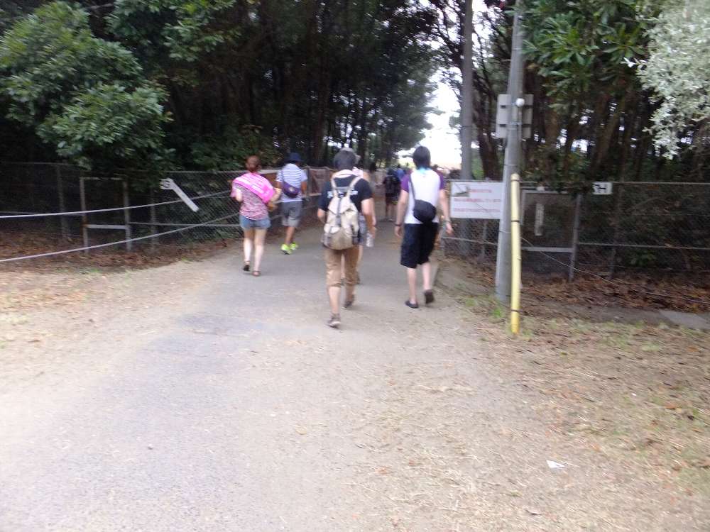 防風林に入るところ。