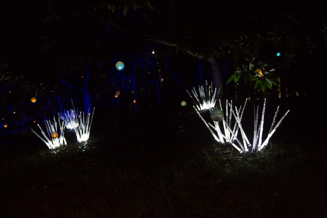 毎年展示されているガラス状の植物。