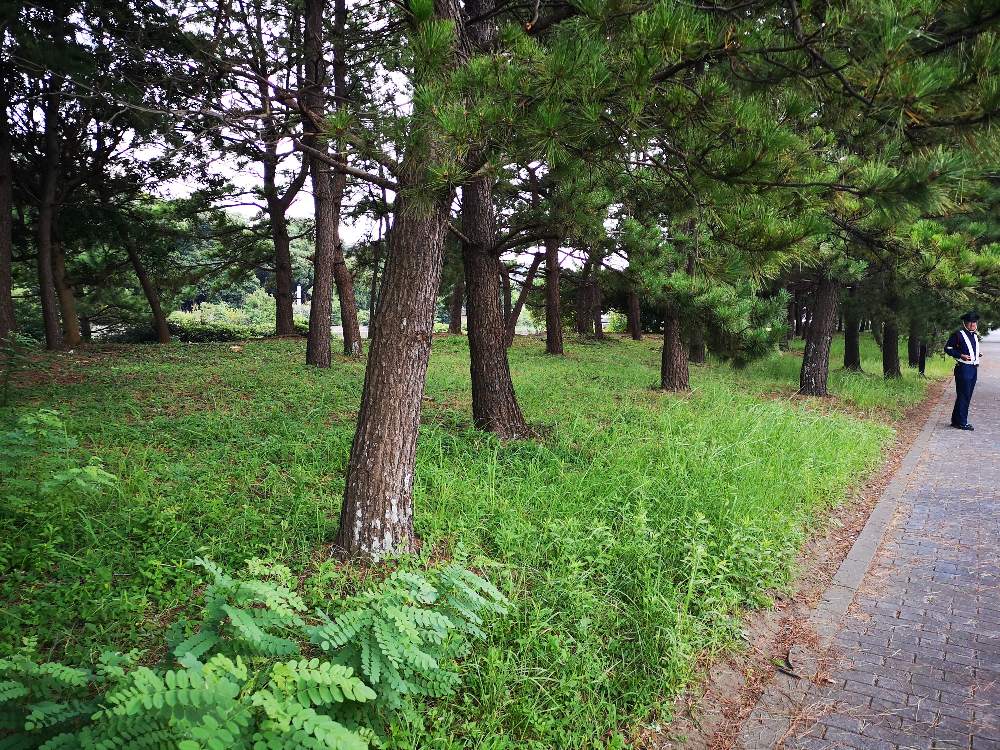 マリンステージと幕張メッセの間の通路。アートがある年もありましたが2019年はありません。