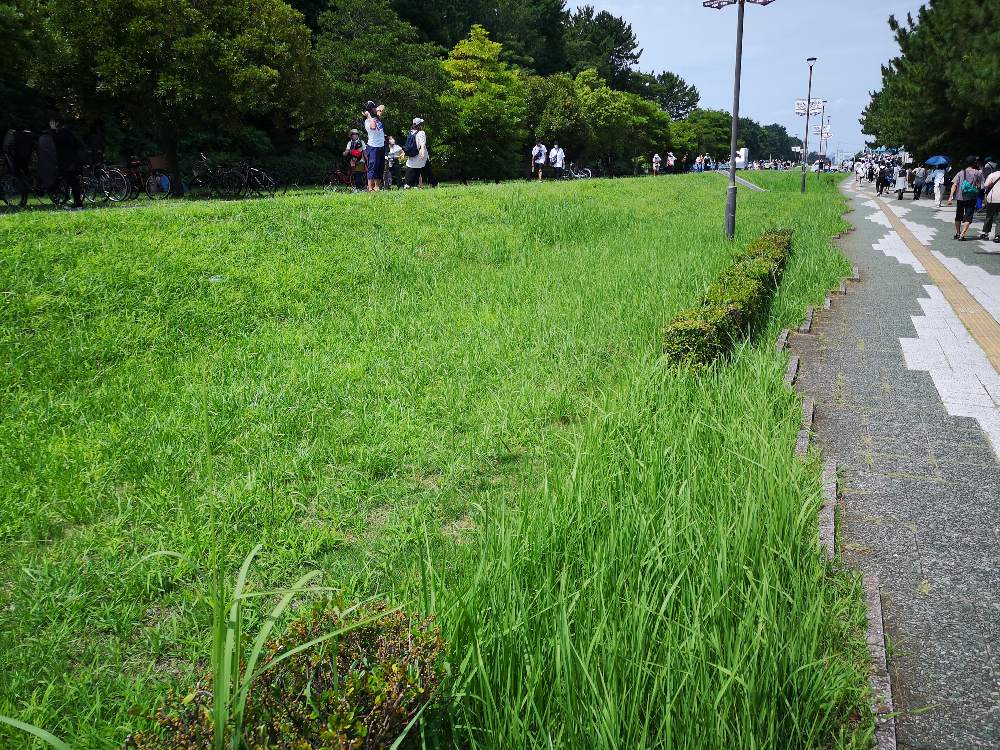 マリンステージ周辺の導線。かつてあった風車などの装飾が一切ありません。